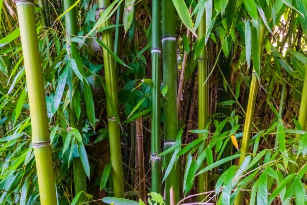 Bamboo Trimming in Peoria