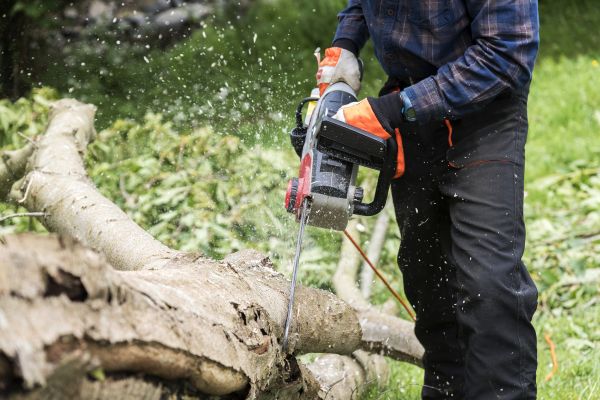 Branch Removal Service in Peoria