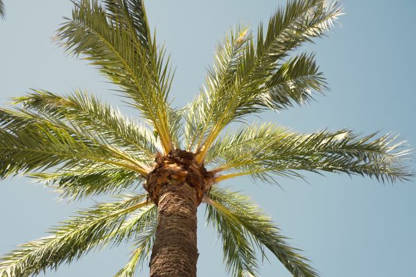 Palm Tree Pruning in Peoria
