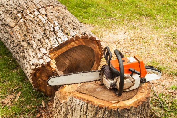 Tree Cutting Service in Peoria