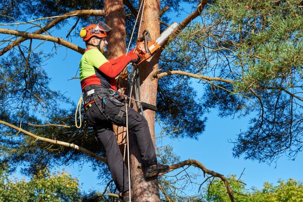 Tree Service in Peoria