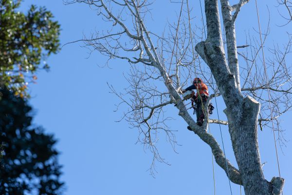 Tree Topping Service in Peoria