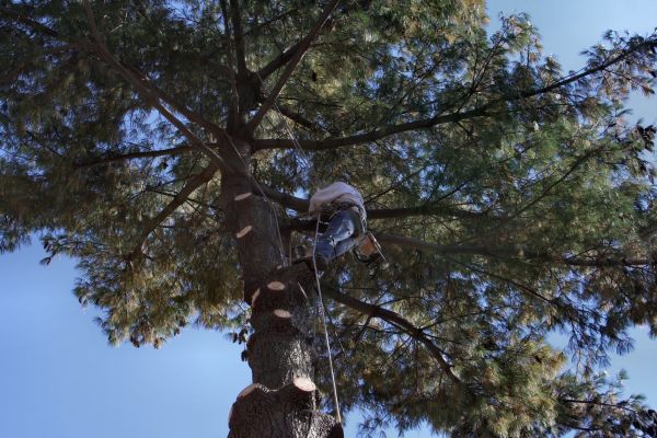 Trimming Service in Peoria