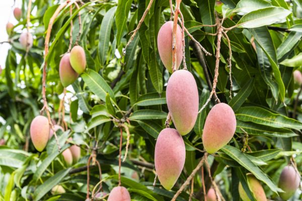 Mango Tree Trimming in Peoria