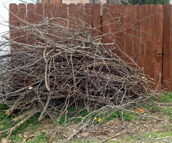 Dead Branch Removal in Peoria