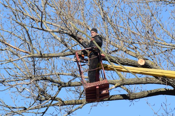 Emergency Tree Trimming in Peoria