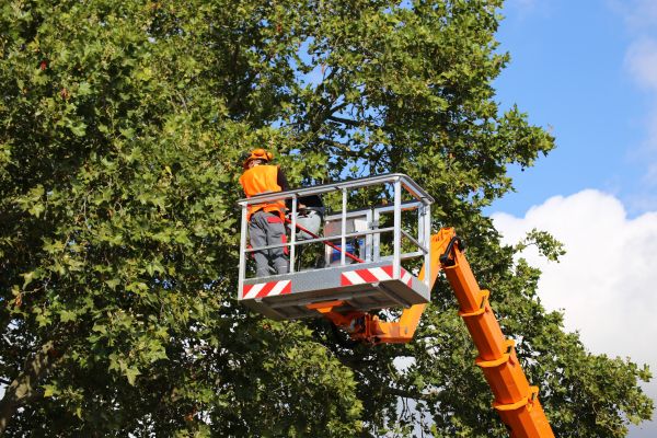 Commercial Tree Service in Peoria