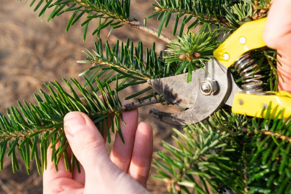 Pine Tree Pruning in Peoria
