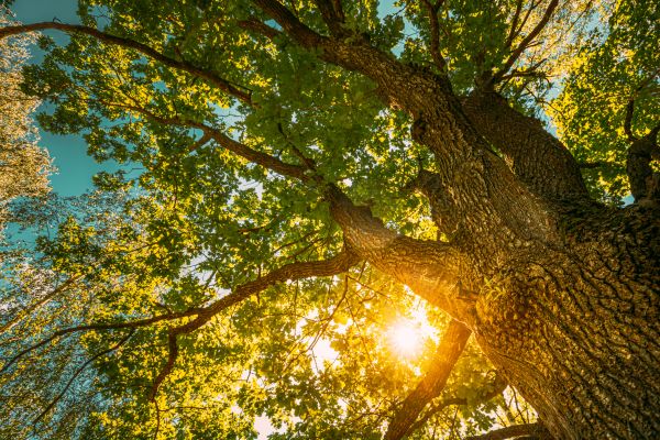 Oak Tree Pruning in Peoria
