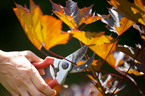 Maple Tree Pruning in Peoria
