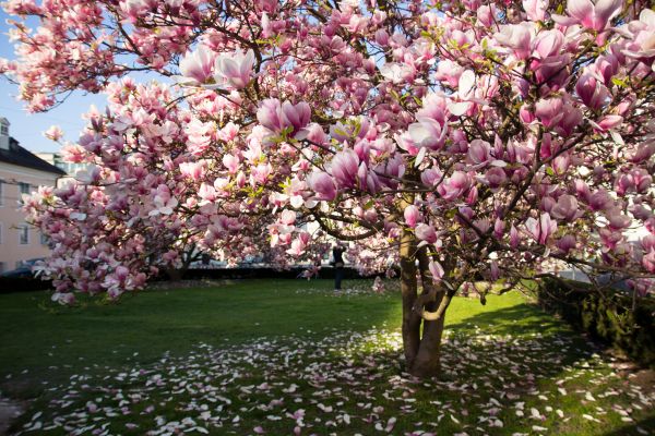 Magnolia Tree Pruning in Peoria