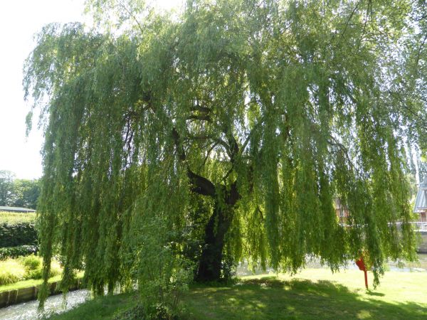 Willow Tree Trimming in Peoria