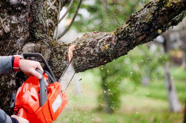 Tree Limbs Removal in Peoria