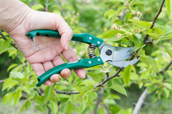 Pear Tree Pruning in Peoria