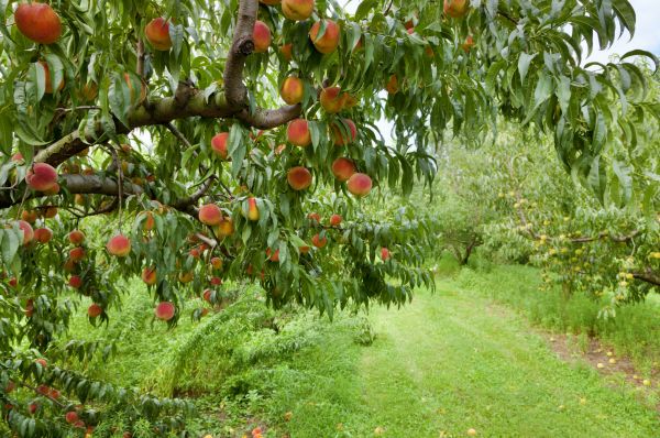 Peach Tree Pruning in Peoria
