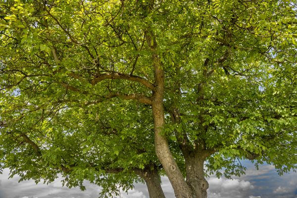 Walnut Tree Trimming in Peoria