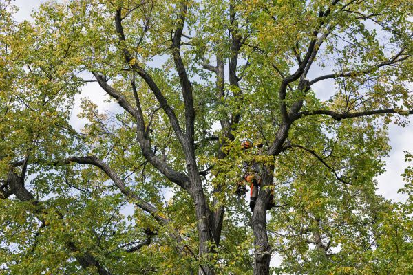 Tree Crown Shaping in Peoria