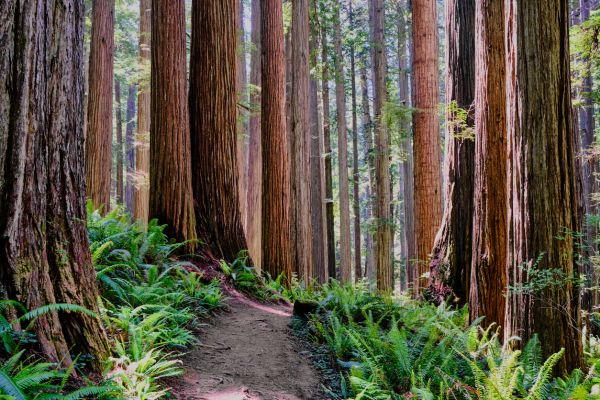 Redwood Tree Trimming in Peoria