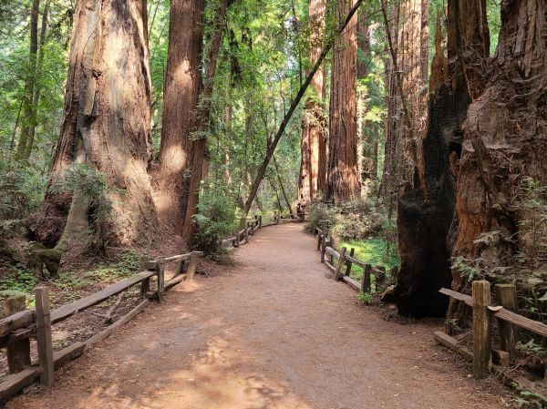Redwood Tree Pruning in Peoria