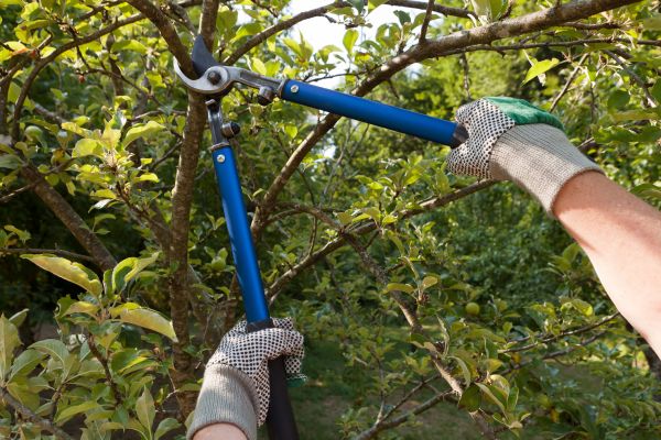 Residential Tree Pruning in Peoria
