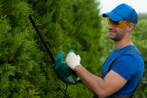 Tree Shaping Service in Peoria