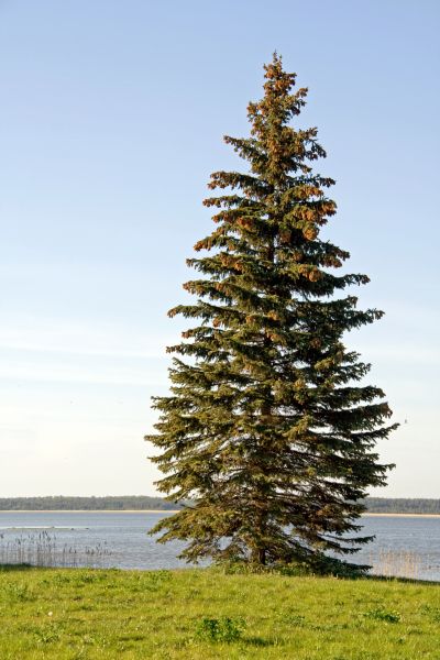 Spruce Tree Pruning in Peoria