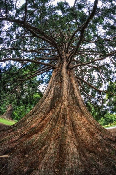 Cedar Tree Pruning in Peoria