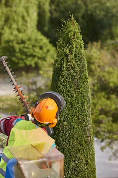 Cypress Tree Trimming in Peoria