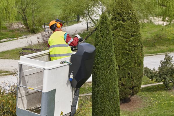 Cypress Tree Pruning in Peoria
