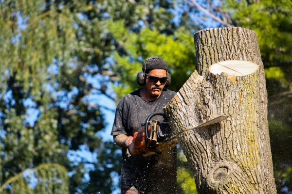 Ash Tree Pruning in Peoria