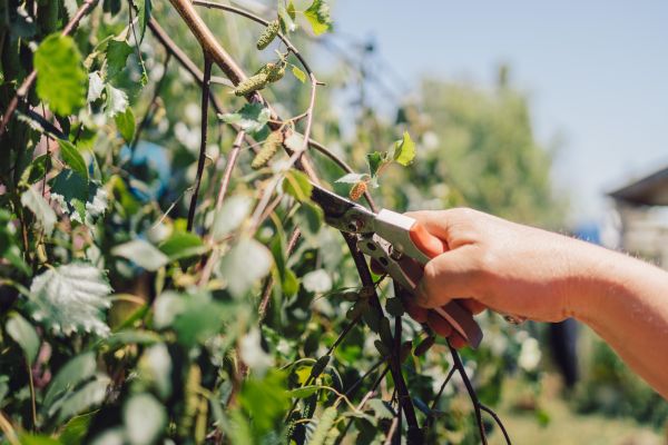 Birch Tree Pruning in Peoria
