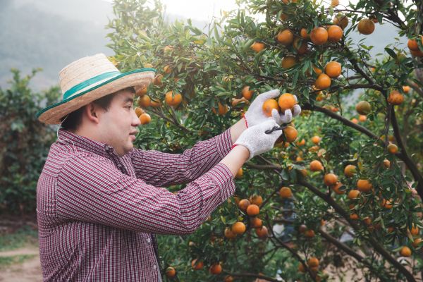 Orange Tree Pruning in Peoria