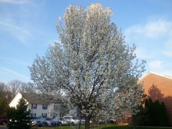 Bradford Pear Tree Pruning in Peoria