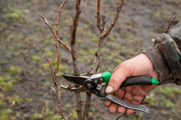 Pear Trees Pruning in Peoria