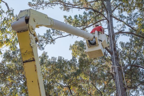 Limbs Trimming in Peoria