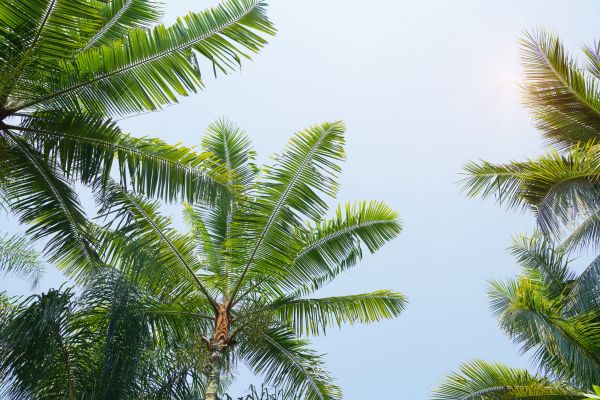 Queen Palm Tree Trimming in Peoria