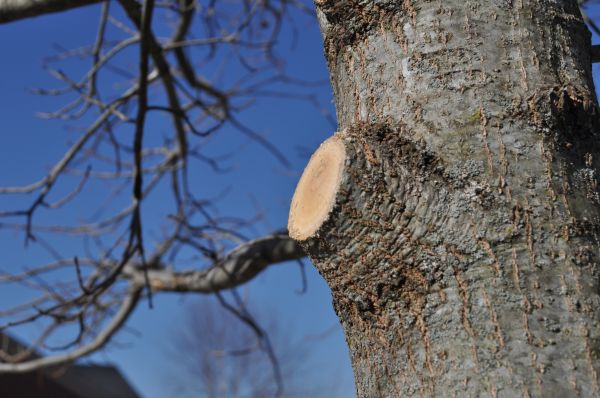 Limb Pruning in Peoria
