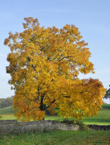 Hickory Tree Trimming in Peoria