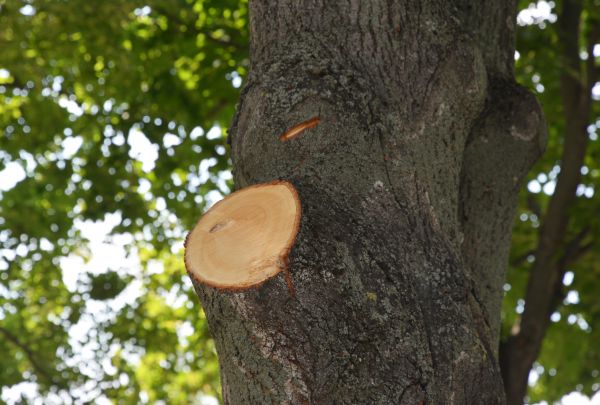 Limb Cutting in Peoria