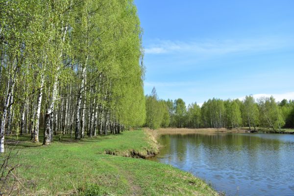 River Birch Pruning in Peoria