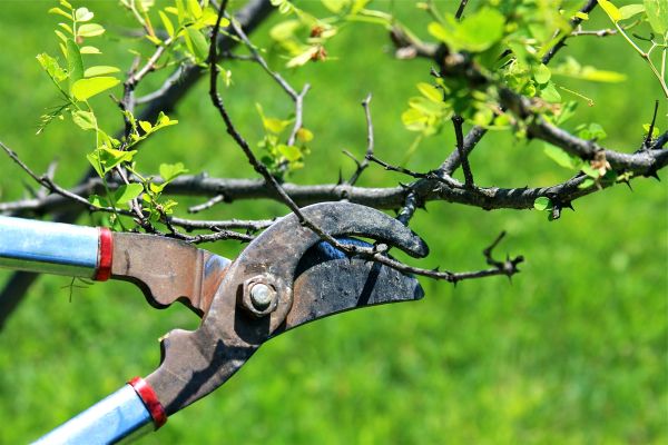 Branches Pruning in Peoria