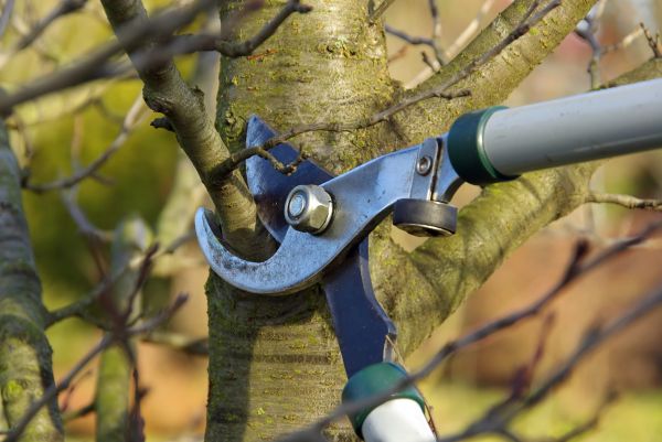 Tree Limb Trimming Service in Peoria