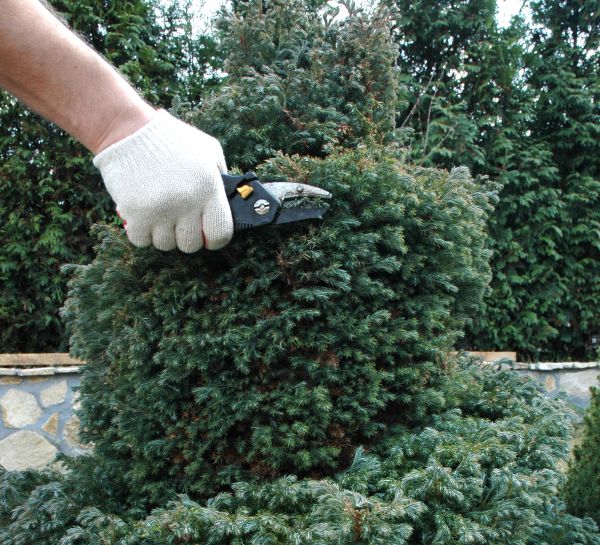 Ornamental Tree Trimming in Peoria