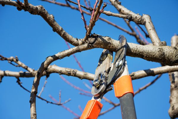 Tree Pruning in Peoria