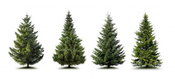 Cost of Pine Tree Trimming in Peoria