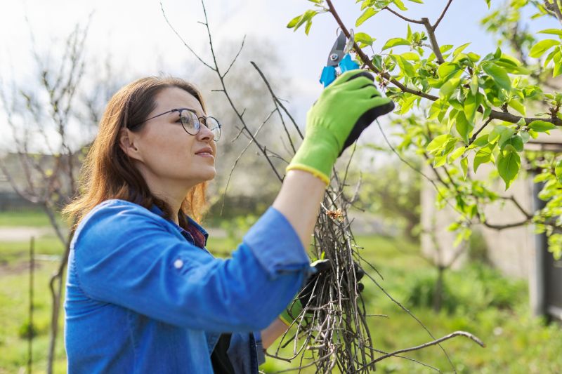Bradford Pear Tree Pruning