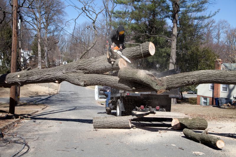 Commercial Tree Removal Crew