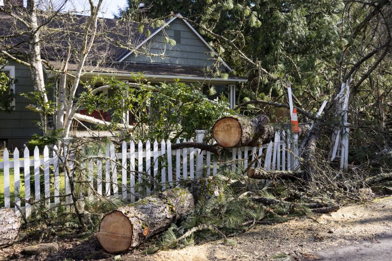 Fallen Tree in Commercial Area