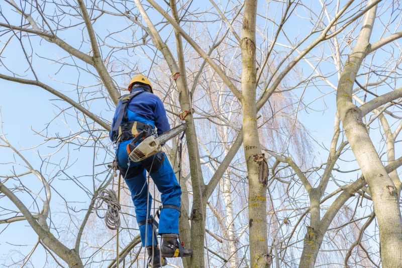 Arborist at Work