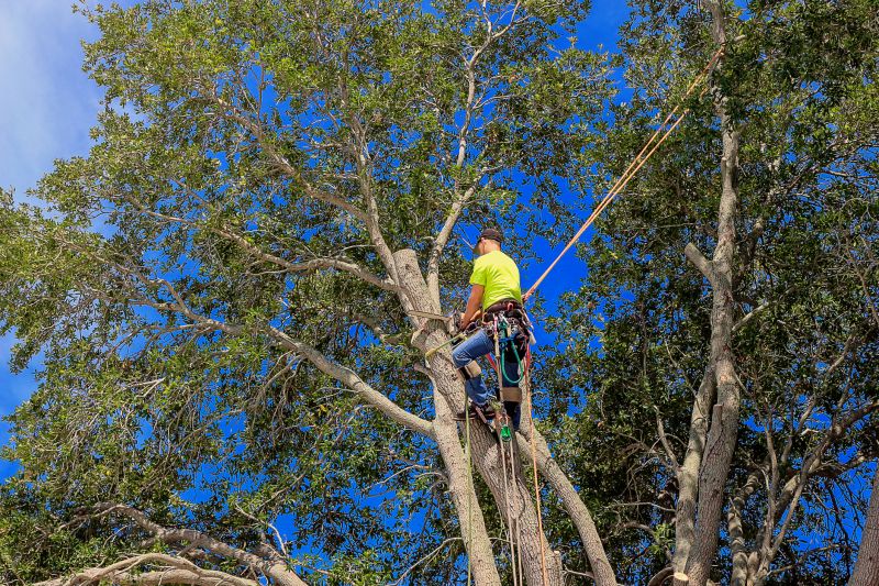 Safe Tree Pruning